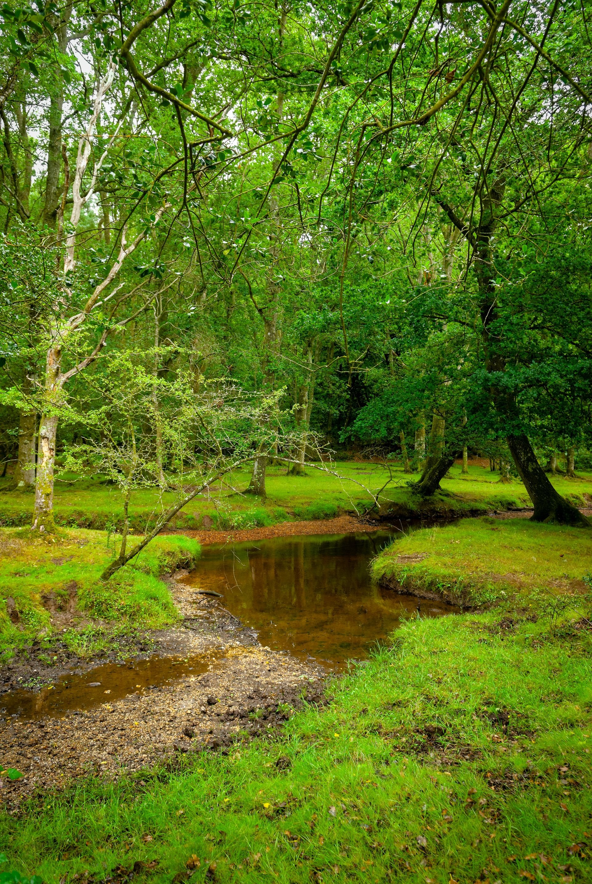 The New Forest, Southampton, Hampshire, England